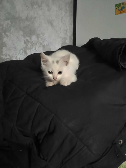 Віддам 2 котиків