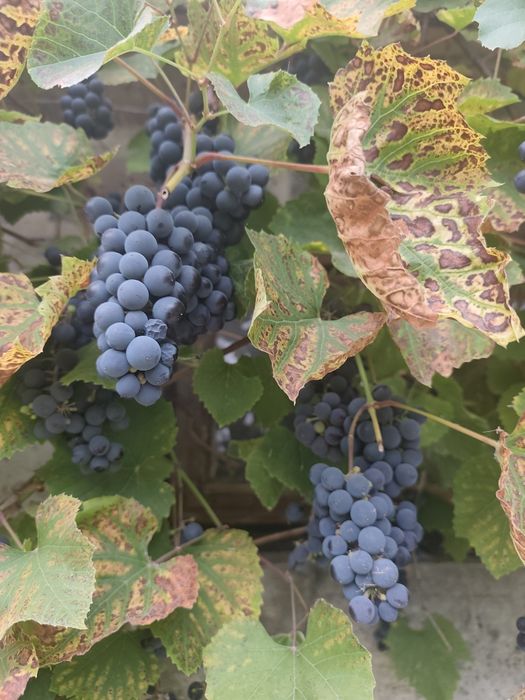 Winogron ciemny ekologiczny