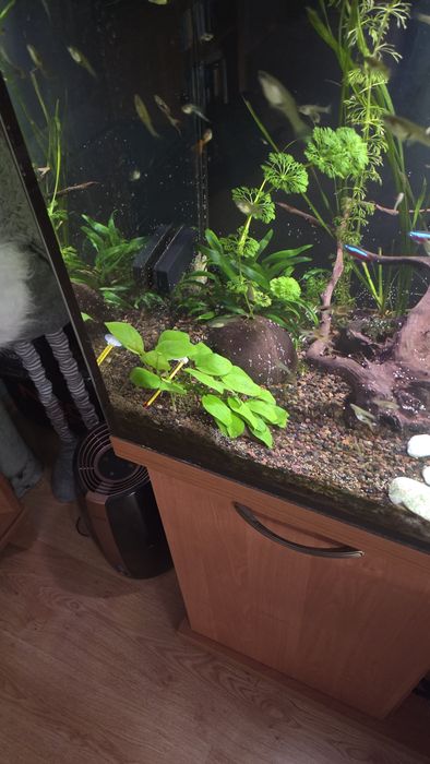 Anubias mini szczepka