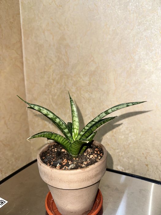 Сансевієрія  Bob smile аубрутіана айо