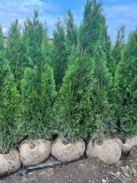 Рослини з грунту ОПТ