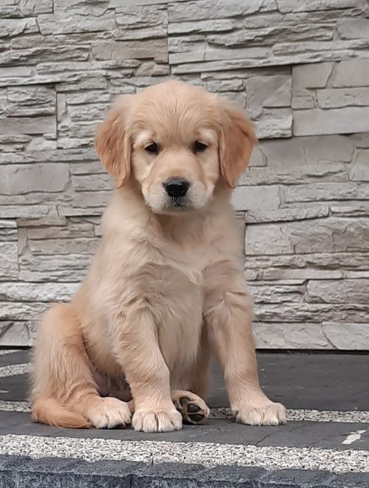 Golden retriever