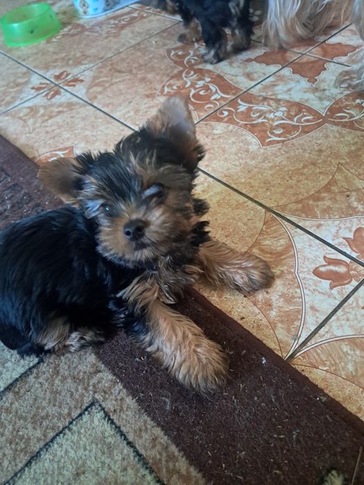 Продам  цуценя йорка.