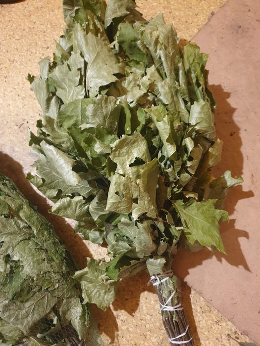 Веник банный, канадский дуб веник дубовый