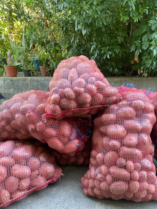 Batata canavec- biológica(Legume)