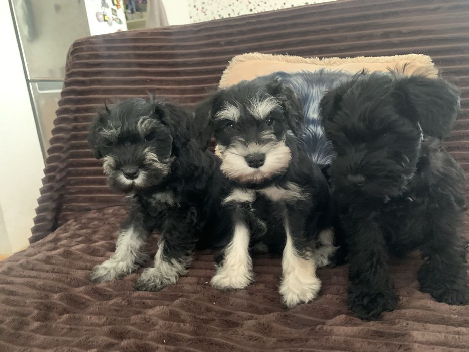 Цвергшнауцер.