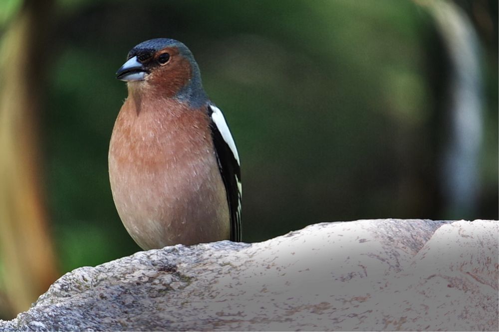 Pentax K-S2 z obiektywem Pentax 18-135 mm