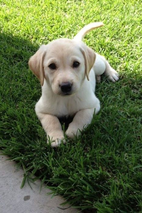 Лабрадор ретривер возраст два месяца