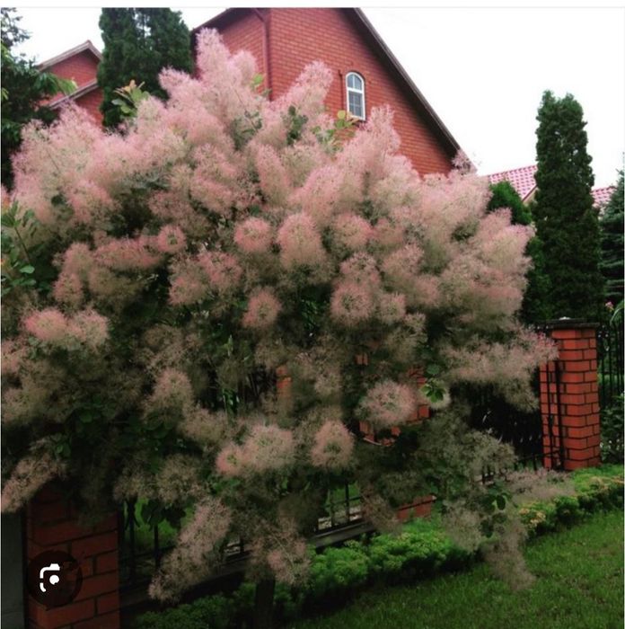 Скумпия декоративный кустарник