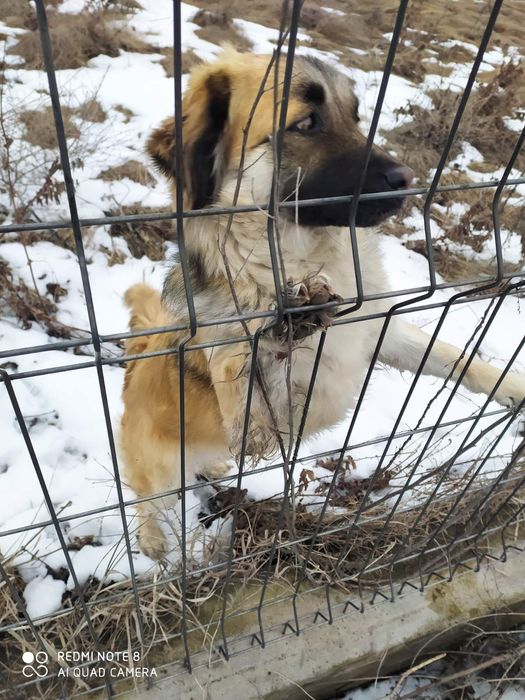 Отдам даром собачку