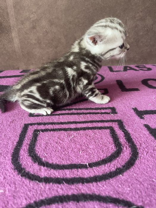 Шотландські кошенята
