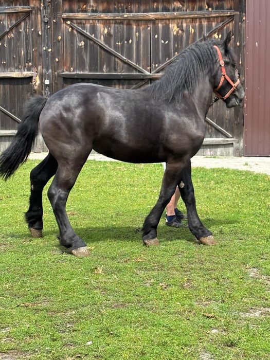 Sprzedam karą klacz.