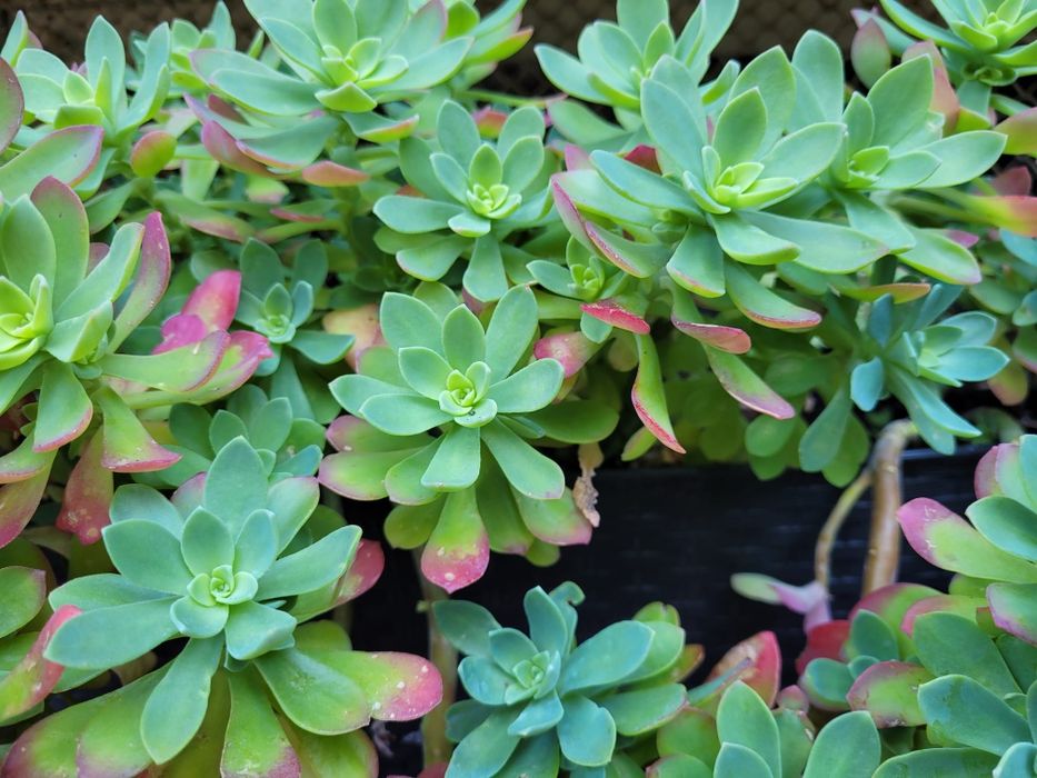 Orginalna  roślina .Sedum palmeri.