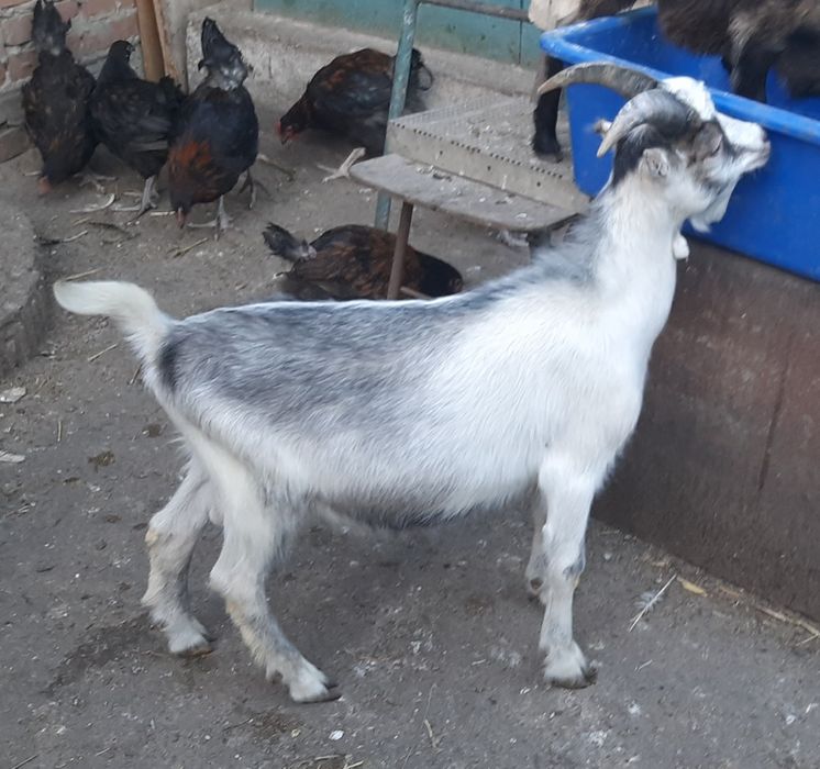 Козлики Ламанча. Кози.