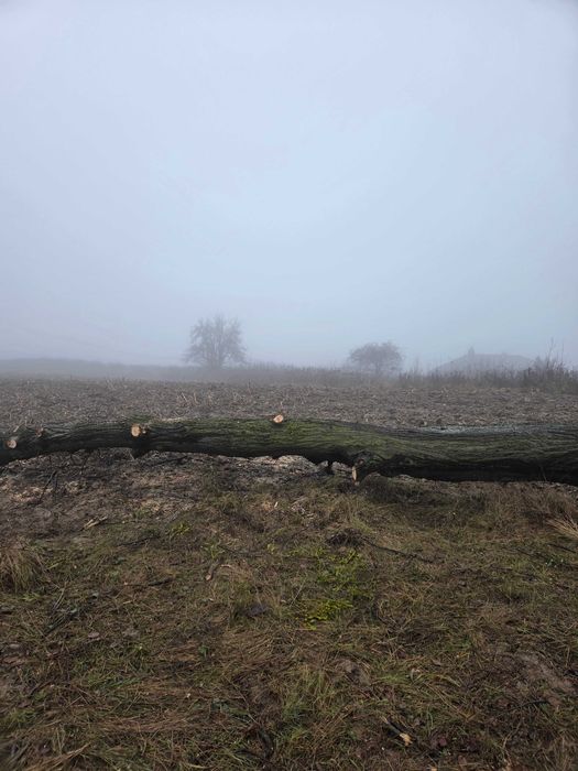 Drewno lipowe - kłody