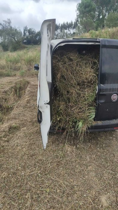 Remoção de Lixo Verde e Outros tipos