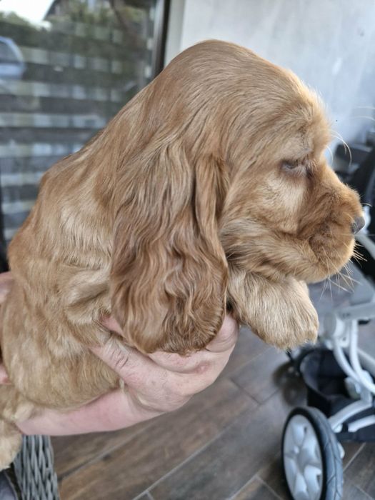 Cocker spaniel angielski