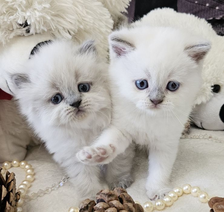 Шотландские котята (Хайленд страйт, Скоттиш страйт)