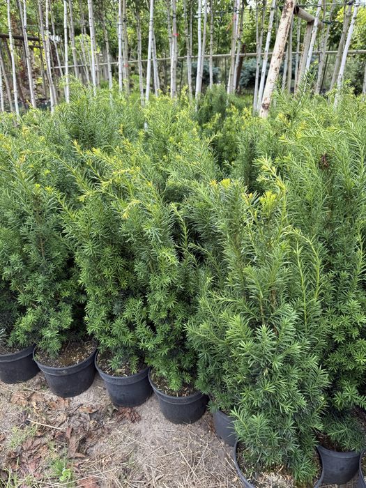 Cis pośredni HICKSII ŻYWOPŁOT 90cm