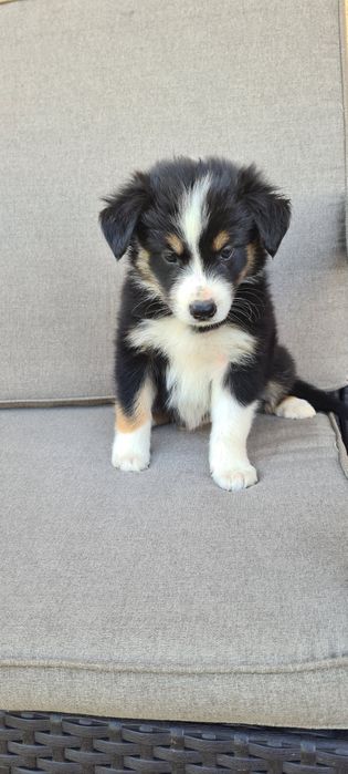 Piesek samiec Border Collie tri kolor