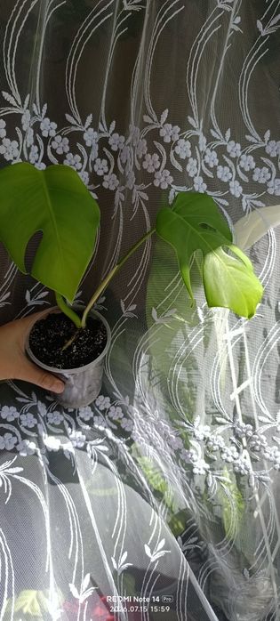 Монстера елов сплеш без вару