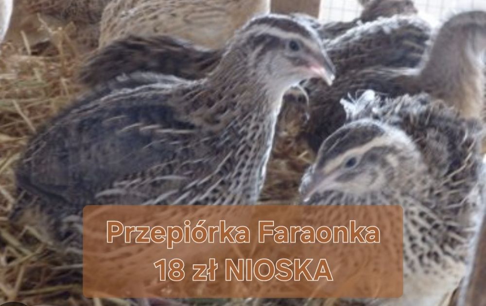 Przepiórka Faraonka, Nioska