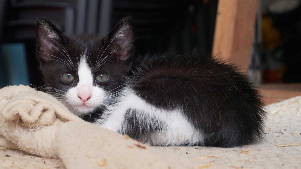 Gatinho (macho) para adoção