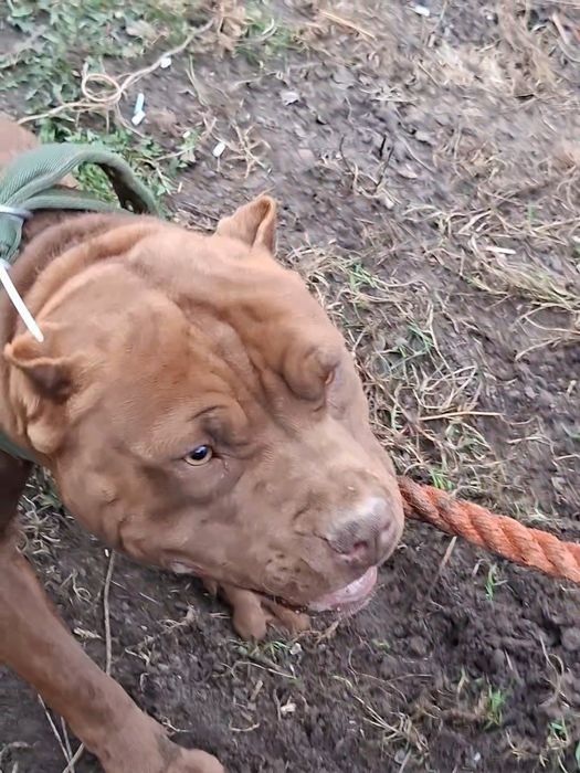 Pitbull red nose reproduktor