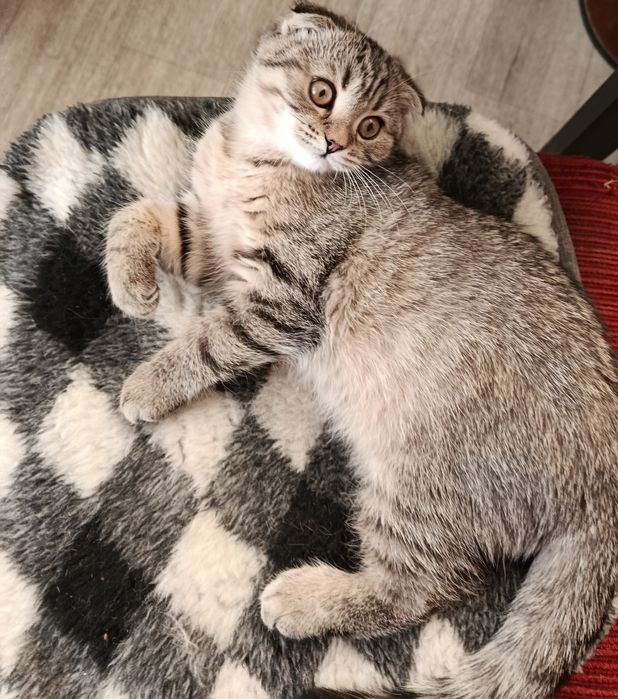 Котята шотландские вислоухие