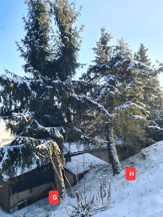 Oddam Drzewo świerkowe za wycinkę