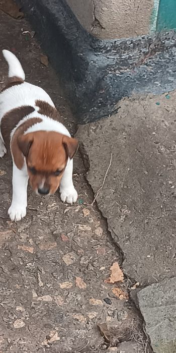 Джек Рассел тер'єр