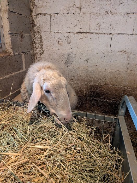 Carneiro Assaf adulto