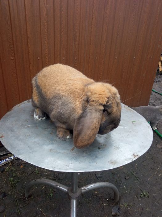 Продам кроликів породи.Каліфлрнія та Французький баран.