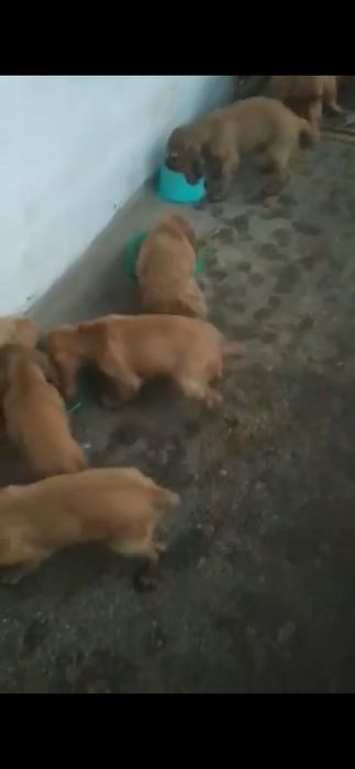 Продається Англійський Кокер-Спанієль