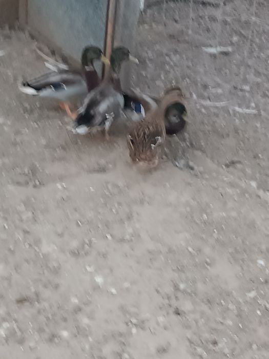 Patos               .