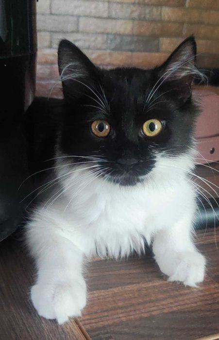 Rezolutna syberyjka Jasya szuka domu