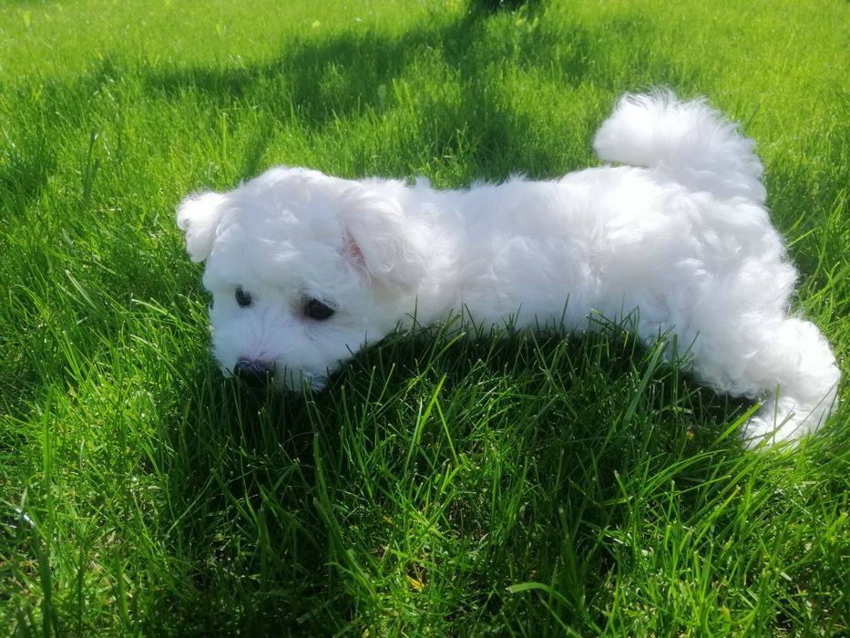 Бішон фрізе бишон фризе