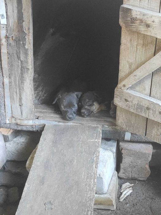 Безкоштовно цуценята, 1.5 місяця.