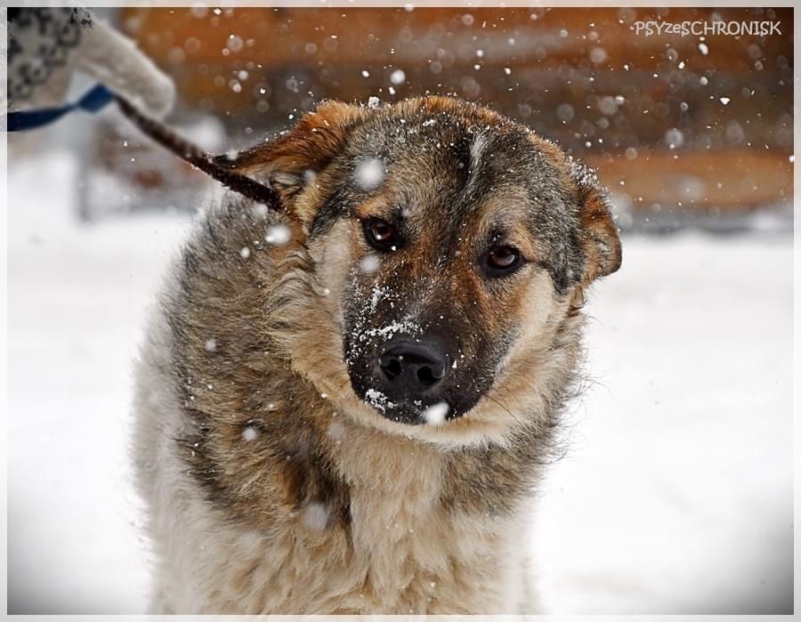 HARRY niedźwiadek, mlody, przyjazny czeka na swojego czlowieka