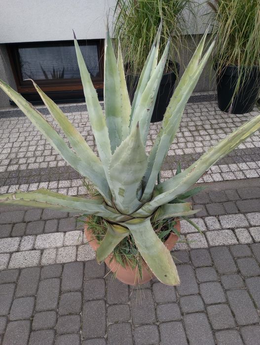 Agawa, kwiaty, kaktus.