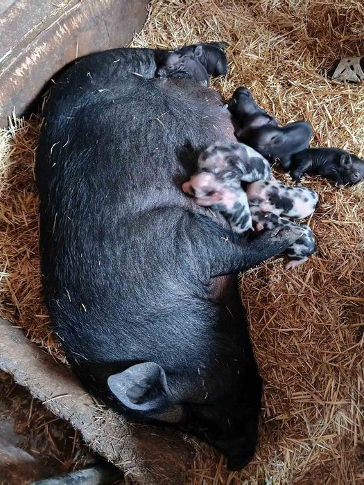 Продам вітнамської свині поросят