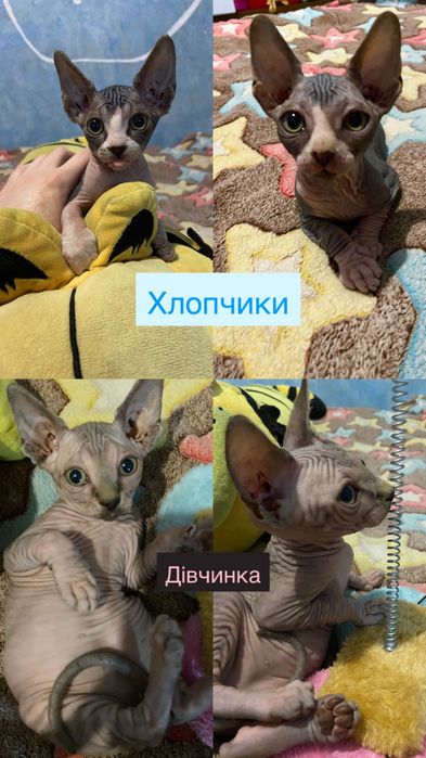 Кошенята сфінкс/котята сфинкс