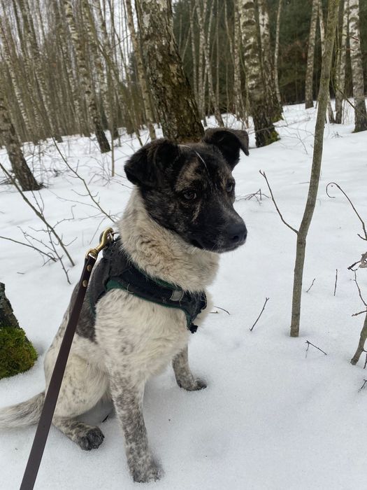 Suczka Kropka ok 9 miesięcy do adopcji