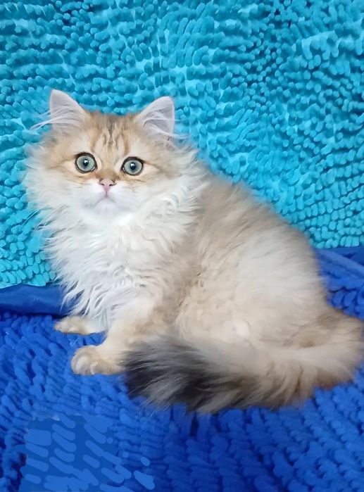 Золотая шиншилла мальчик британский