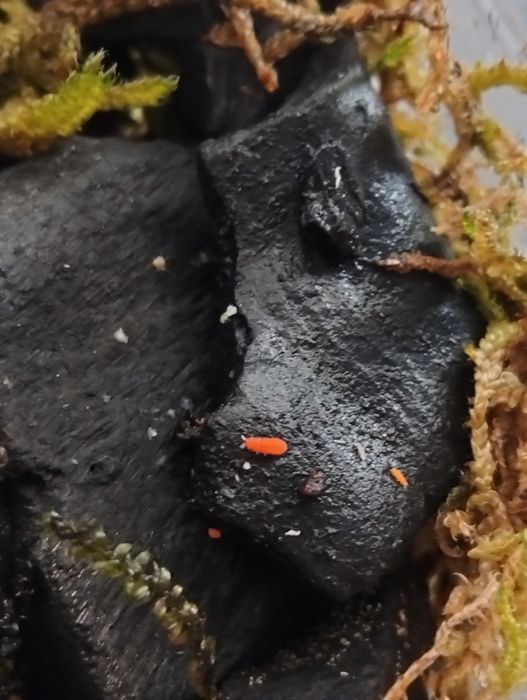 Colembolos ( Springtails ) Várias Especies