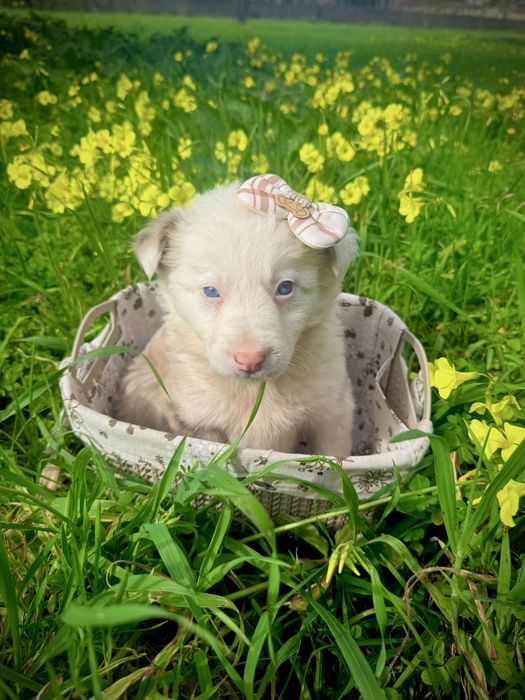 Menina border collie red merle olhos azuis