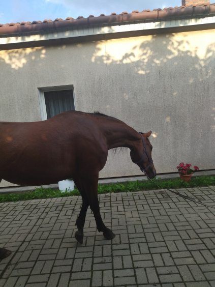 Klacz wielkopolska