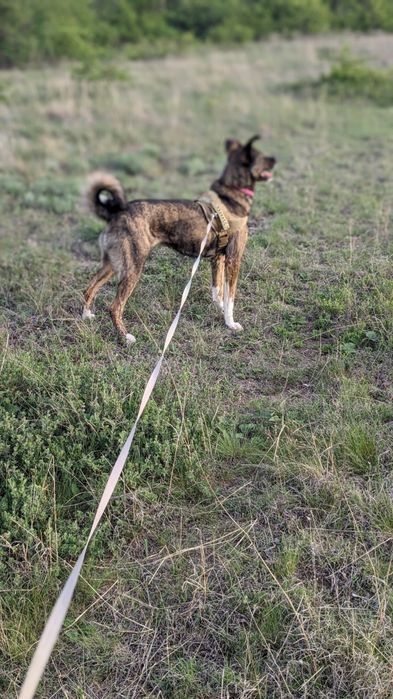 Собака компаньон только ответственным