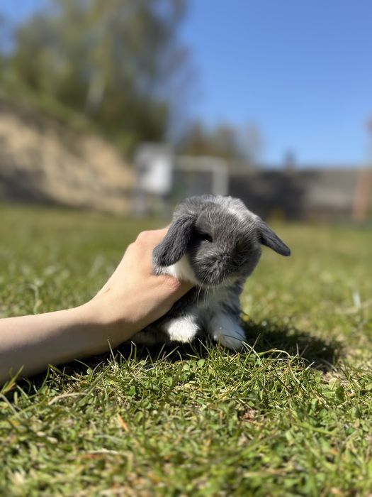 Króliczki Mini Lop