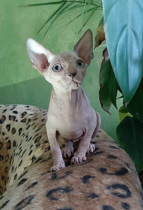 Канадский красавчик малыш